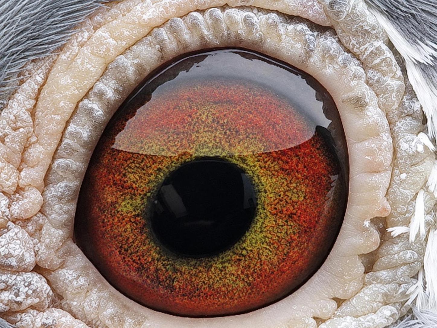 Pigeon eye